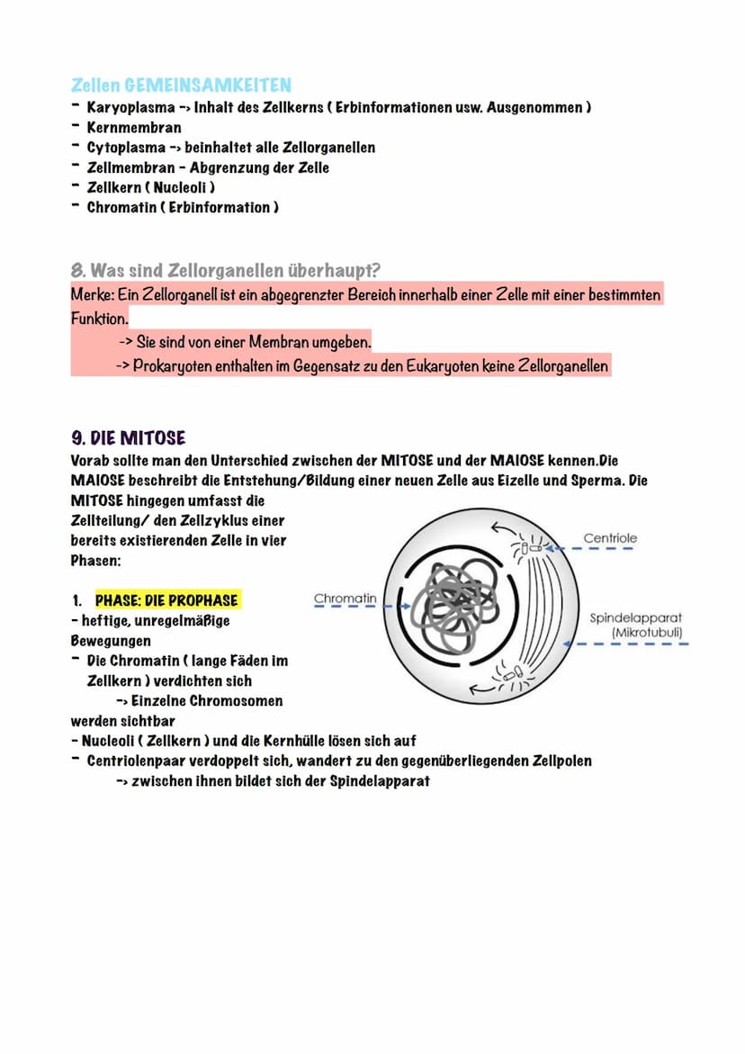 Biologie - Zellen
1. Die Zelltheorie
Die Zelltheorie lässt sich in zwei einfachen Schritten erklären,
Eigentlich besagt sie nur:
Jeder Organ