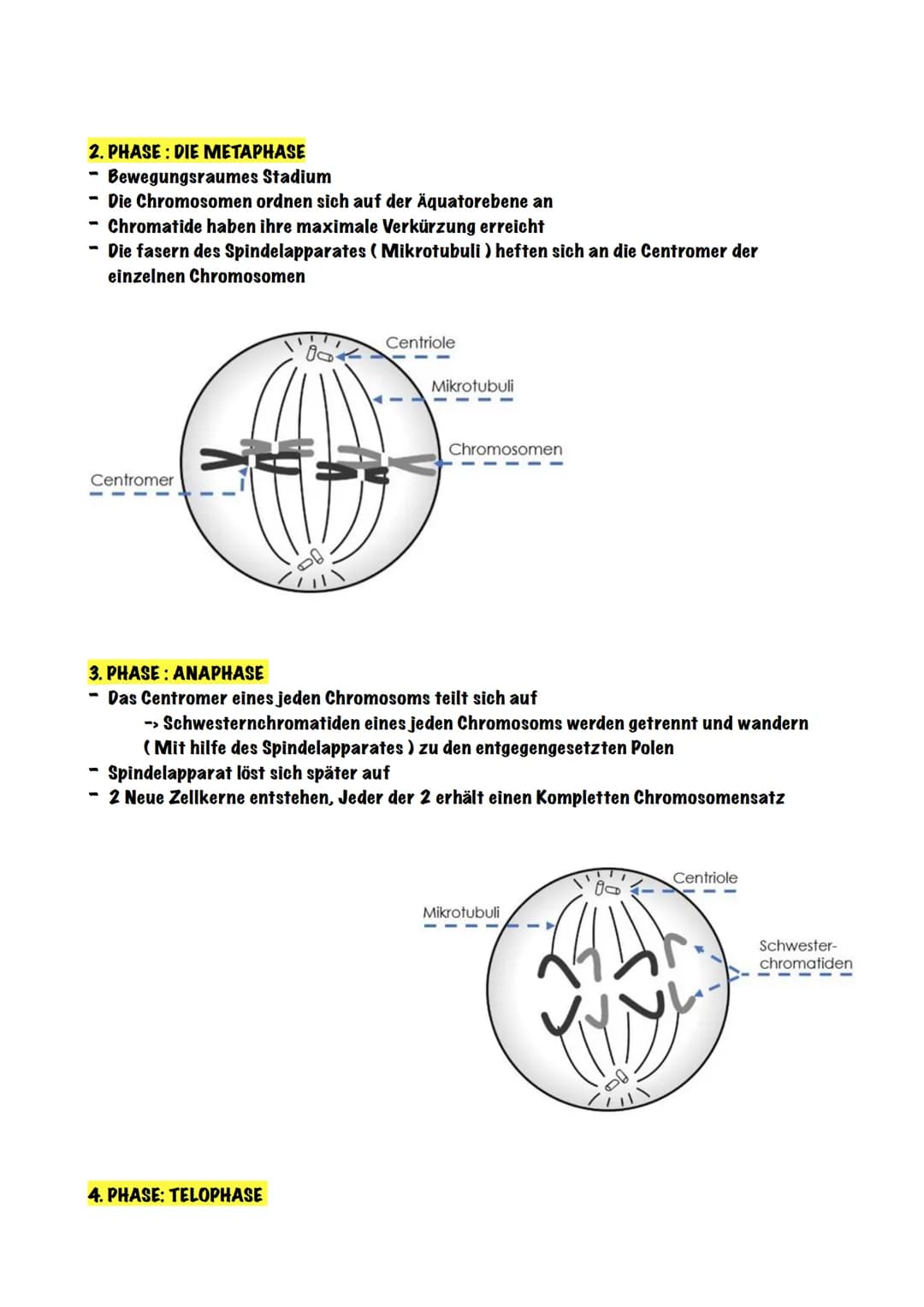Biologie - Zellen
1. Die Zelltheorie
Die Zelltheorie lässt sich in zwei einfachen Schritten erklären,
Eigentlich besagt sie nur:
Jeder Organ