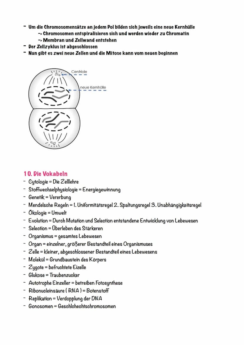Biologie - Zellen
1. Die Zelltheorie
Die Zelltheorie lässt sich in zwei einfachen Schritten erklären,
Eigentlich besagt sie nur:
Jeder Organ