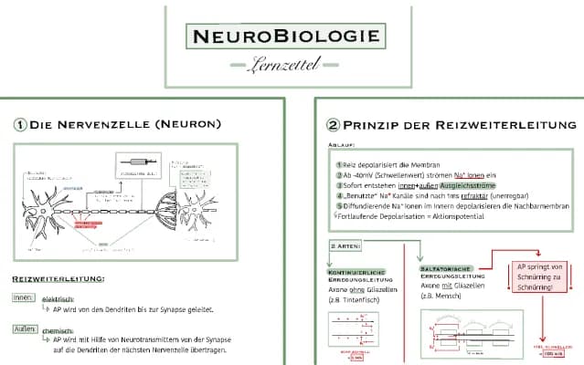 Know Neurobiologie (Lernzettel) thumbnail