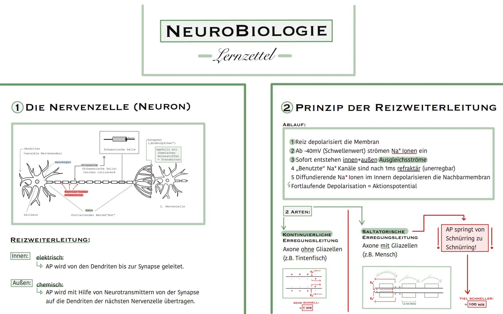 1 DIE NERVENZELLE (NEURON)
- Dendriten
(sensible Nervenenden)
Zellkern
Axonhügel
Innen:
Gliazelle
(Schwannische Zelle)
Dwirken isolierend
Ra