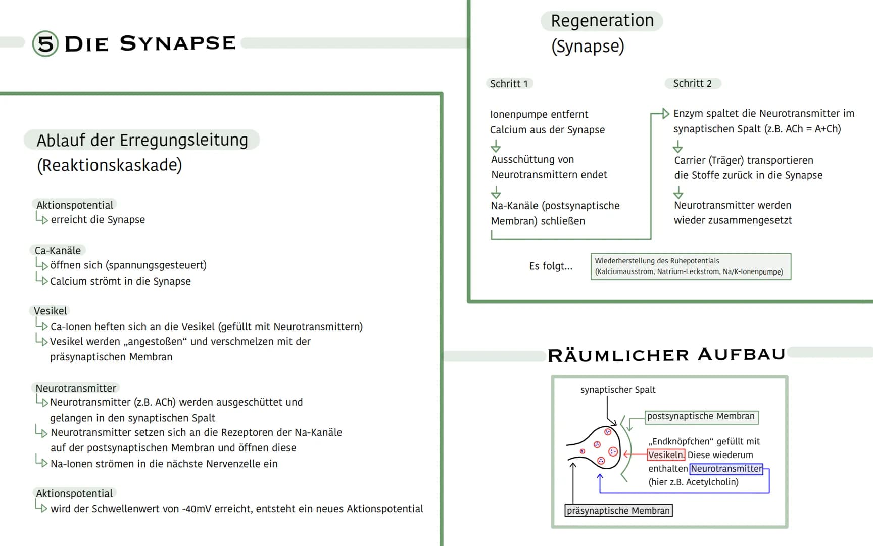 1 DIE NERVENZELLE (NEURON)
- Dendriten
(sensible Nervenenden)
Zellkern
Axonhügel
Innen:
Gliazelle
(Schwannische Zelle)
Dwirken isolierend
Ra