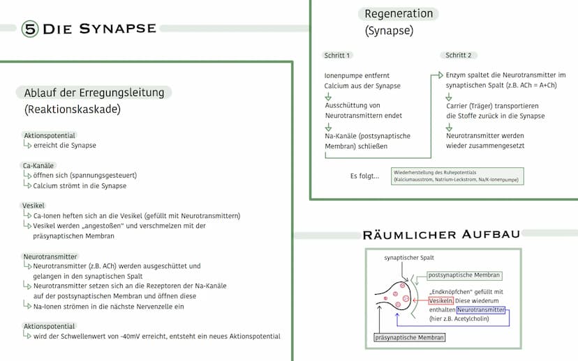 1 DIE NERVENZELLE (NEURON)
- Dendriten
(sensible Nervenenden)
Zellkern
Axonhügel
Innen:
Gliazelle
(Schwannische Zelle)
Dwirken isolierend
Ra