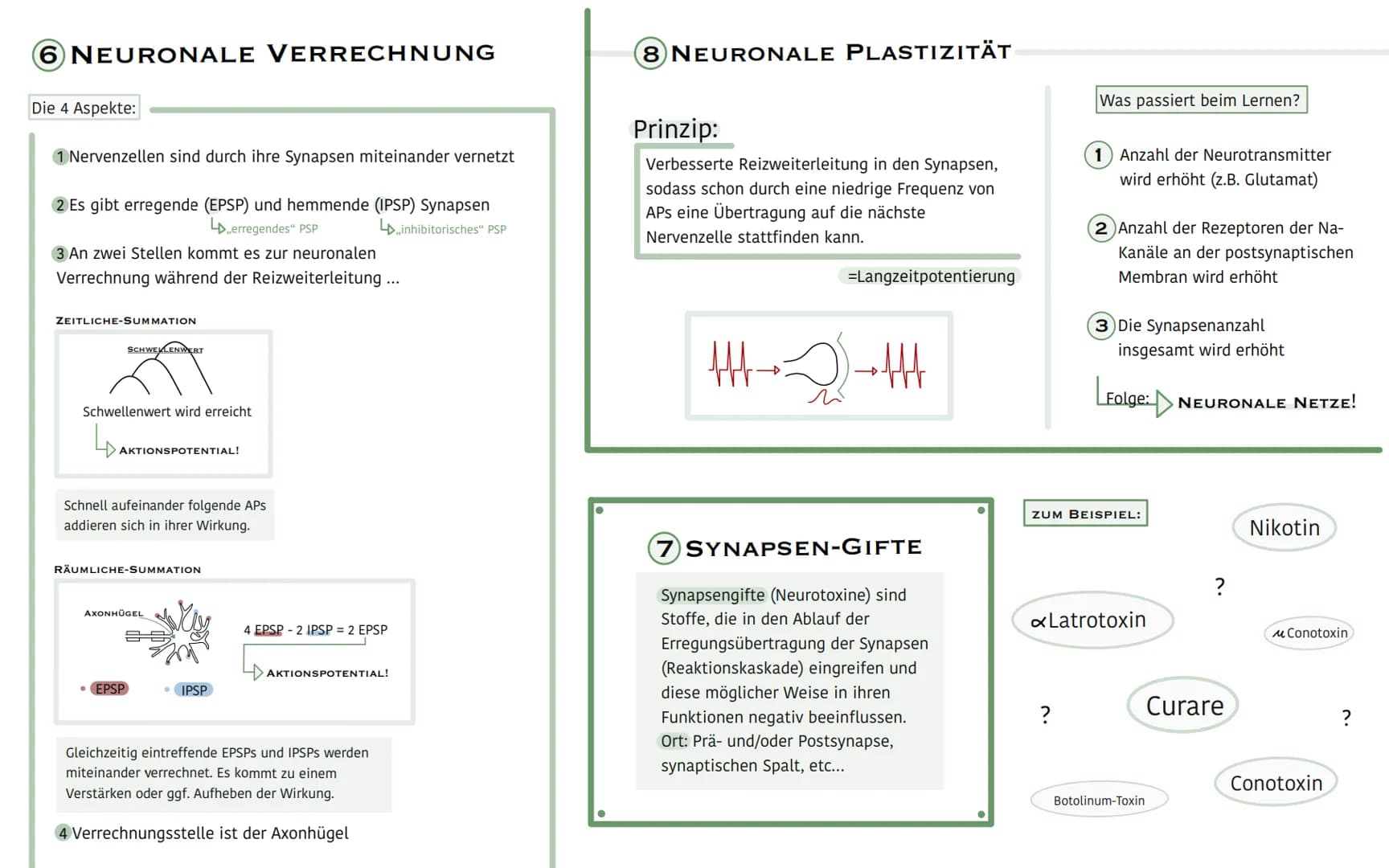 1 DIE NERVENZELLE (NEURON)
- Dendriten
(sensible Nervenenden)
Zellkern
Axonhügel
Innen:
Gliazelle
(Schwannische Zelle)
Dwirken isolierend
Ra