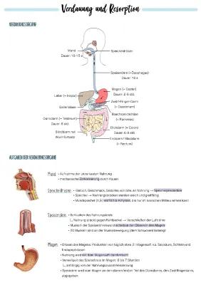 Know Lernzettel Verdauung und Resorption der Makronährstoffe  thumbnail