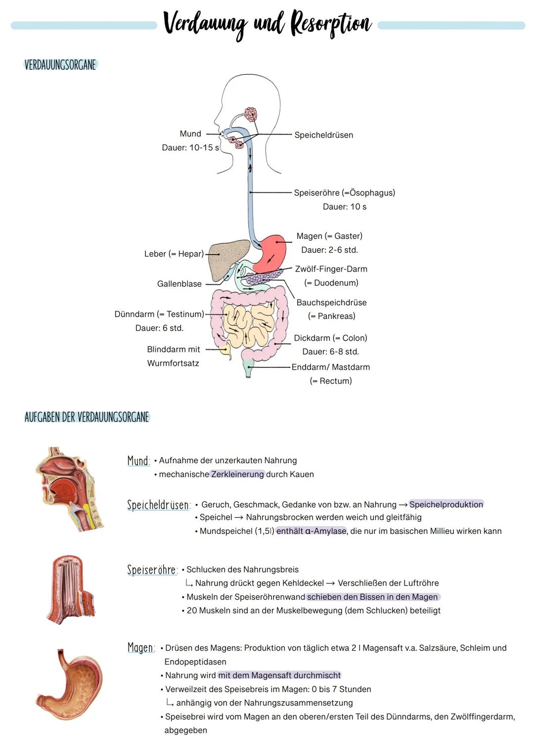 
<p>Das Verdauungssystem besteht aus verschiedenen Organen, die alle spezifische Funktionen bei der Verdauung und Resorption von Nährstoffen