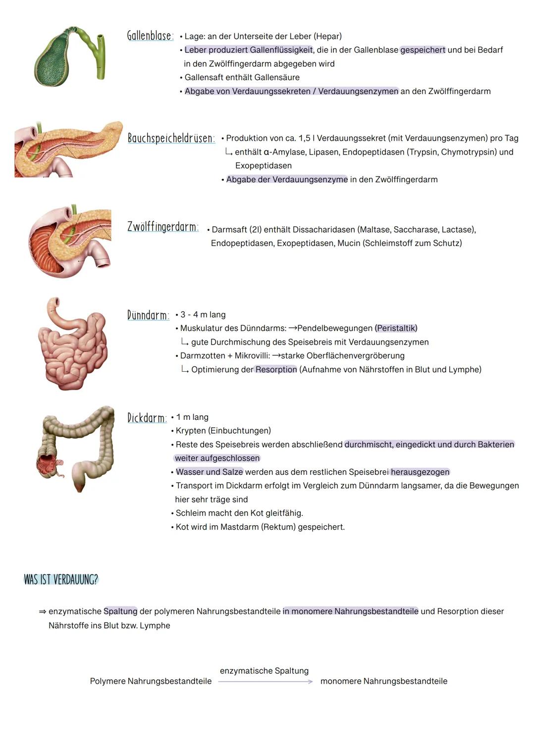 
<p>Das Verdauungssystem besteht aus verschiedenen Organen, die alle spezifische Funktionen bei der Verdauung und Resorption von Nährstoffen