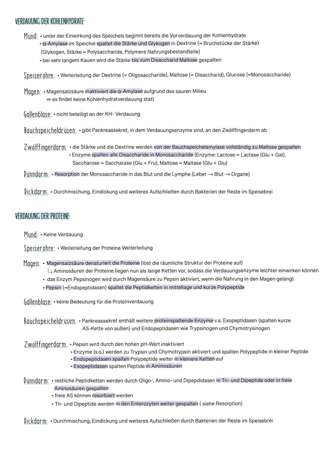 
<p>Das Verdauungssystem besteht aus verschiedenen Organen, die alle spezifische Funktionen bei der Verdauung und Resorption von Nährstoffen