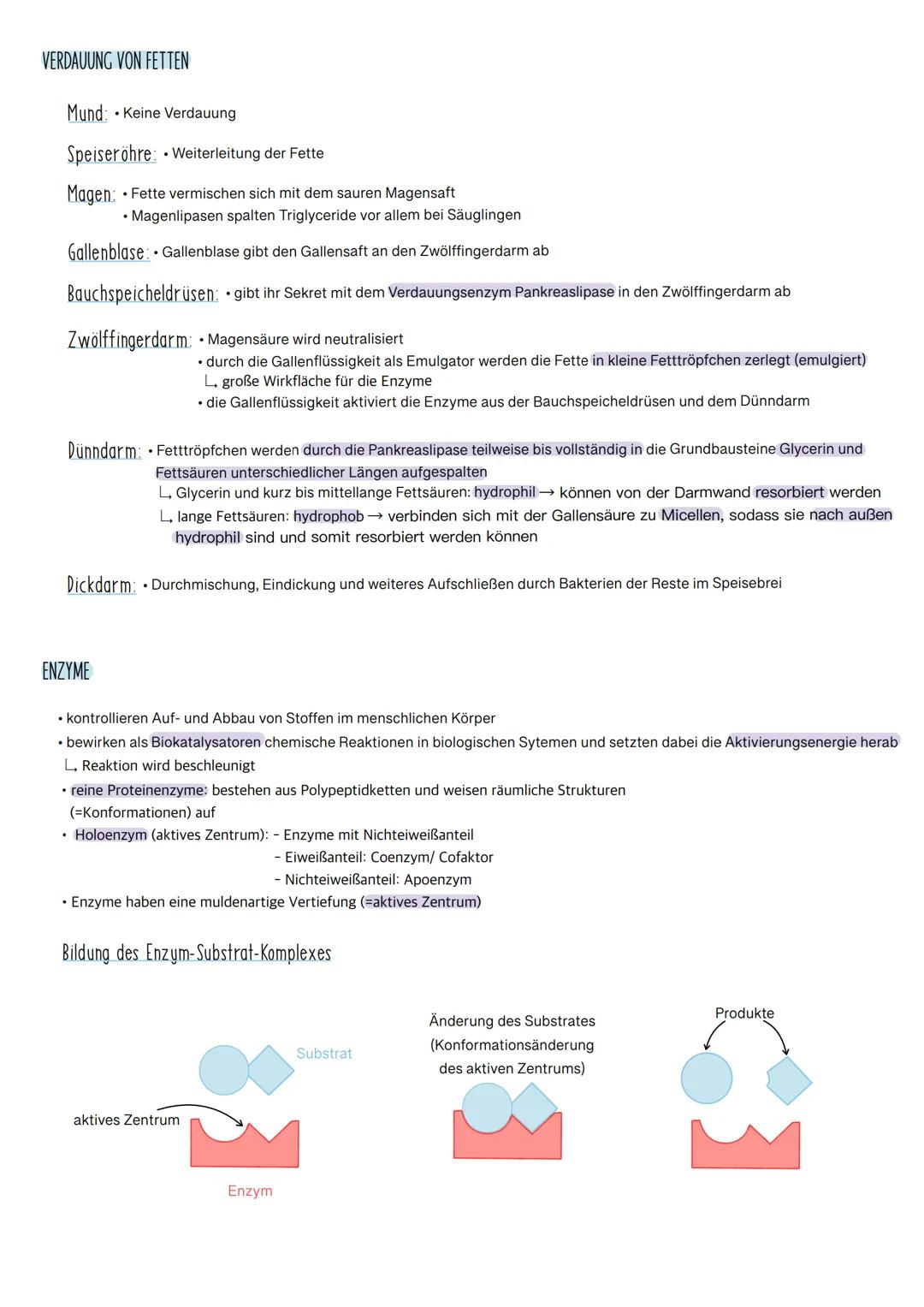 
<p>Das Verdauungssystem besteht aus verschiedenen Organen, die alle spezifische Funktionen bei der Verdauung und Resorption von Nährstoffen