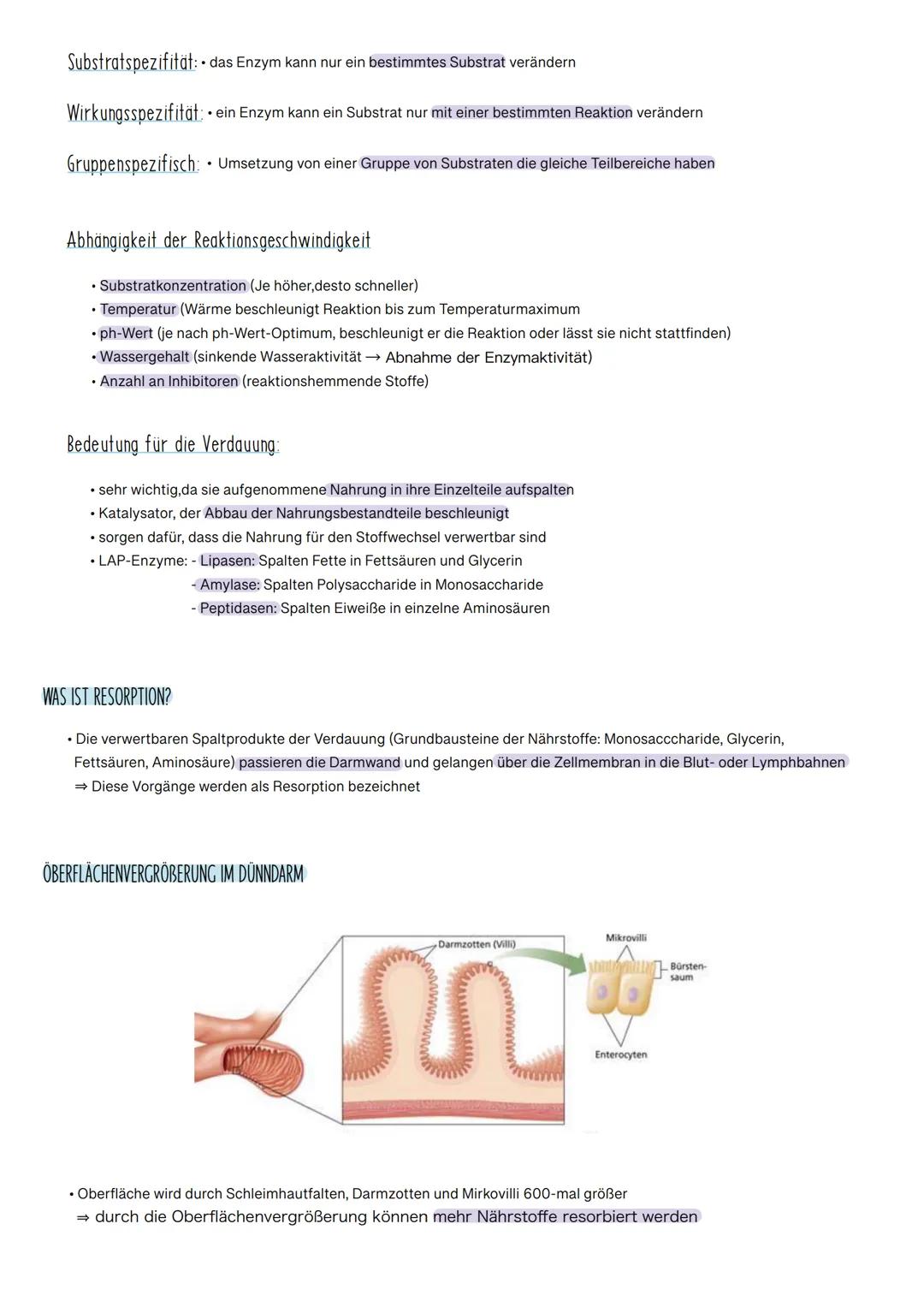 
<p>Das Verdauungssystem besteht aus verschiedenen Organen, die alle spezifische Funktionen bei der Verdauung und Resorption von Nährstoffen