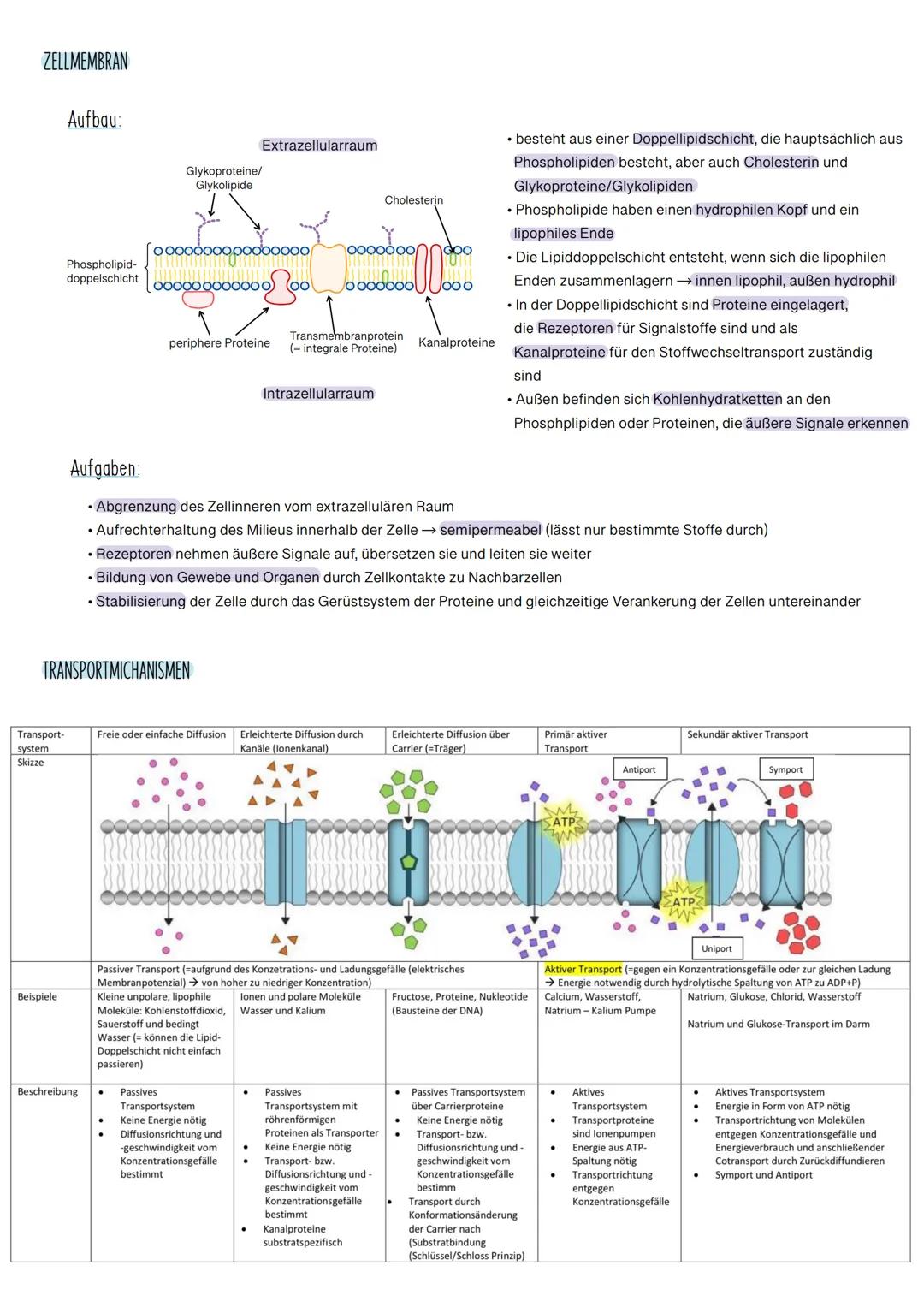 
<p>Das Verdauungssystem besteht aus verschiedenen Organen, die alle spezifische Funktionen bei der Verdauung und Resorption von Nährstoffen