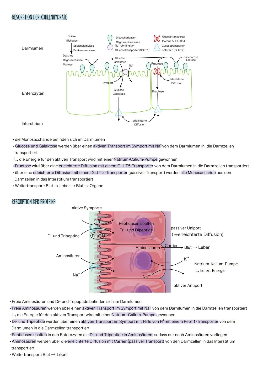 
<p>Das Verdauungssystem besteht aus verschiedenen Organen, die alle spezifische Funktionen bei der Verdauung und Resorption von Nährstoffen