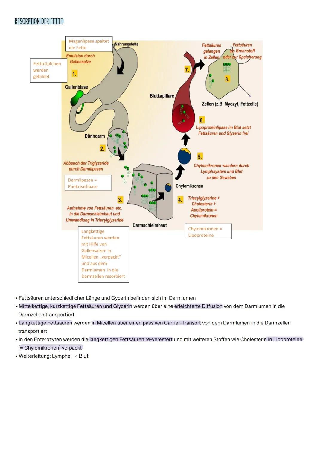 
<p>Das Verdauungssystem besteht aus verschiedenen Organen, die alle spezifische Funktionen bei der Verdauung und Resorption von Nährstoffen