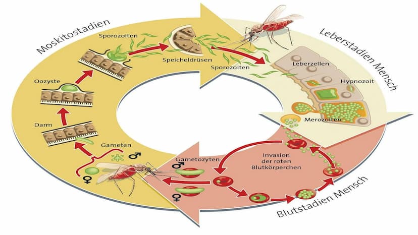 Übersicht - Parasitismus (am Bsp. Malaria)
Glossar - Parasitismus
Fachbegriff
Parasitismus
Obligater Parasitismus
Raubparasiten/
Parasitoide