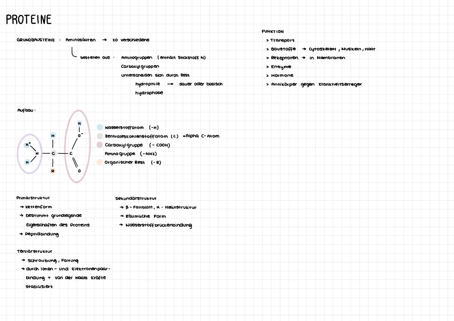 KOHLENHYDRATE
Monosaccharide Einfachzucker (GRUNDBAUSTEIN)
Disaccharide:
Ringform
Polysaccharide: Mehrfachzucker
H
НО
OH
Glucosemolekül C6H1