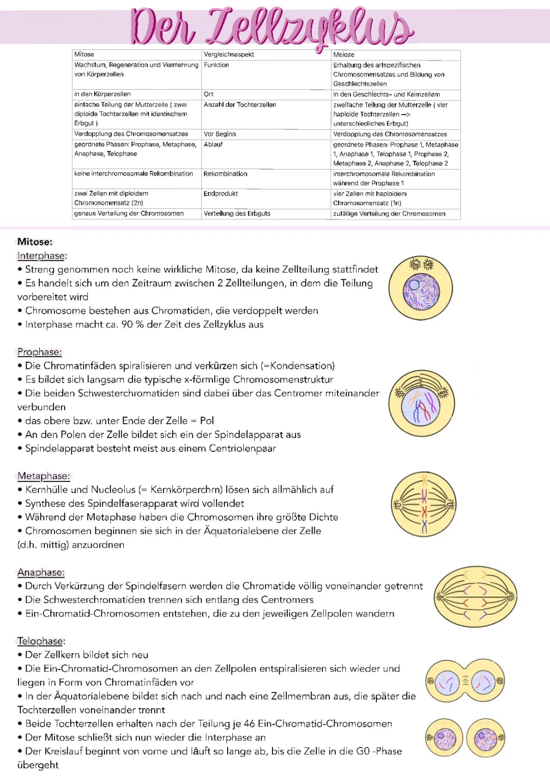 Vergleich von Mitose und Meiose: Einfache Erklärung und Tabelle