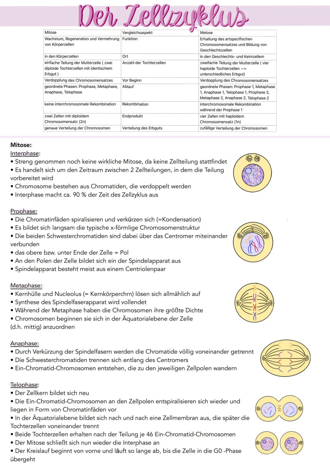 Der Zellzyklus
Mitose
Wachstum, Regeneration und Vermehrung Funktion
von Körperzellen
in den Körperzellen
einfache Teilung der Mutterzelle (