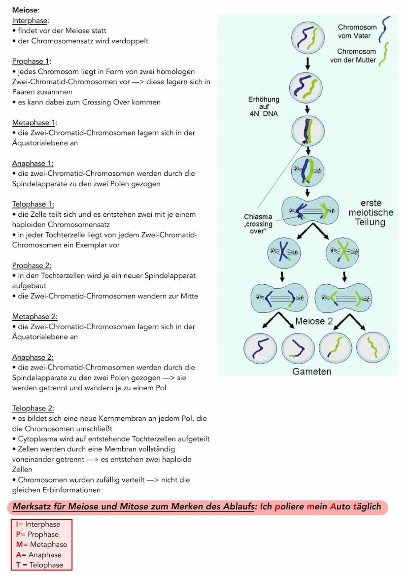 Der Zellzyklus
Mitose
Wachstum, Regeneration und Vermehrung Funktion
von Körperzellen
in den Körperzellen
einfache Teilung der Mutterzelle (
