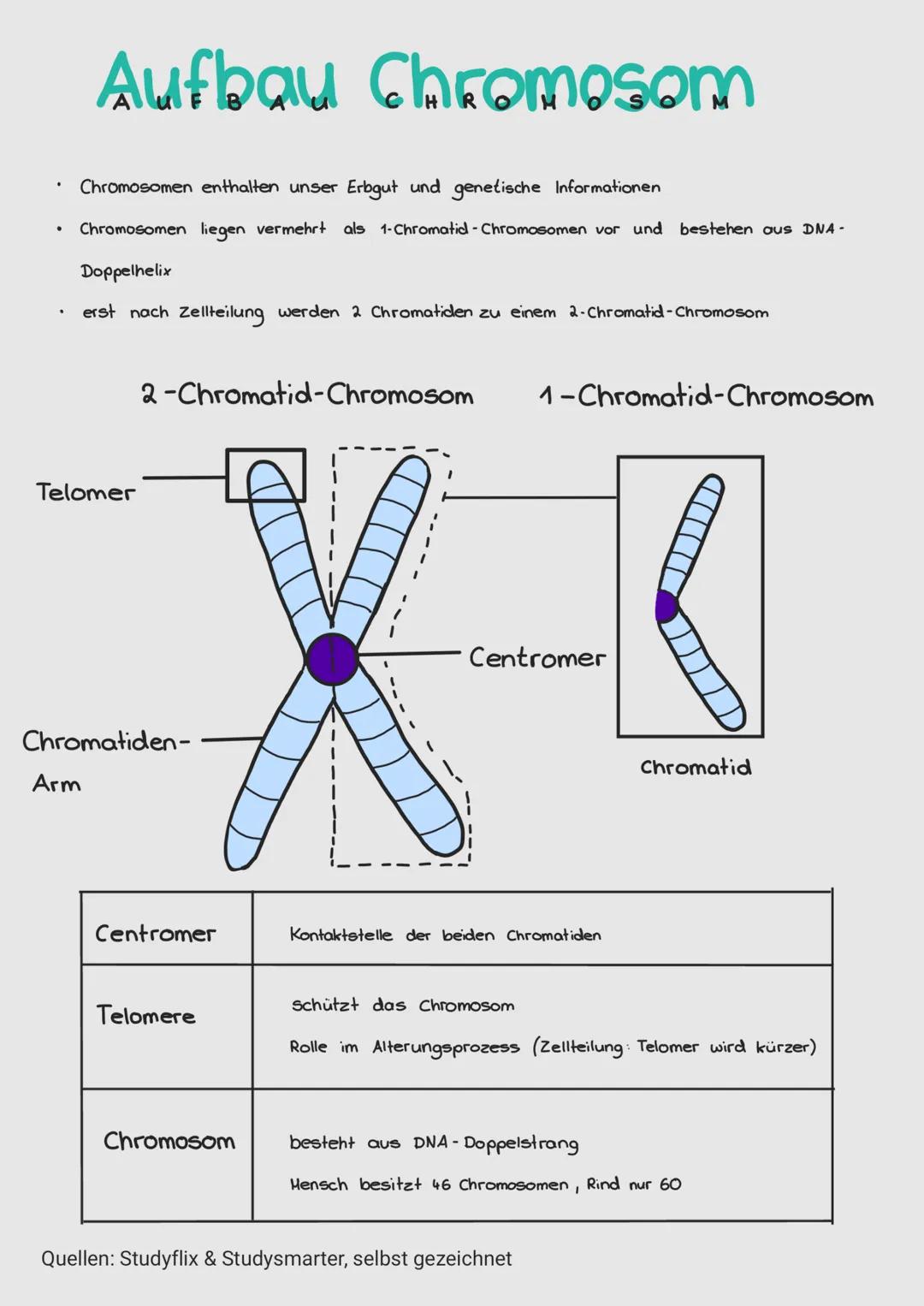 •
●
Aufbau Chromosom
Chromosomen enthalten unser Erbgut und genetische Informationen
Chromosomen liegen vermehrt als 1-Chromatid-Chromosomen