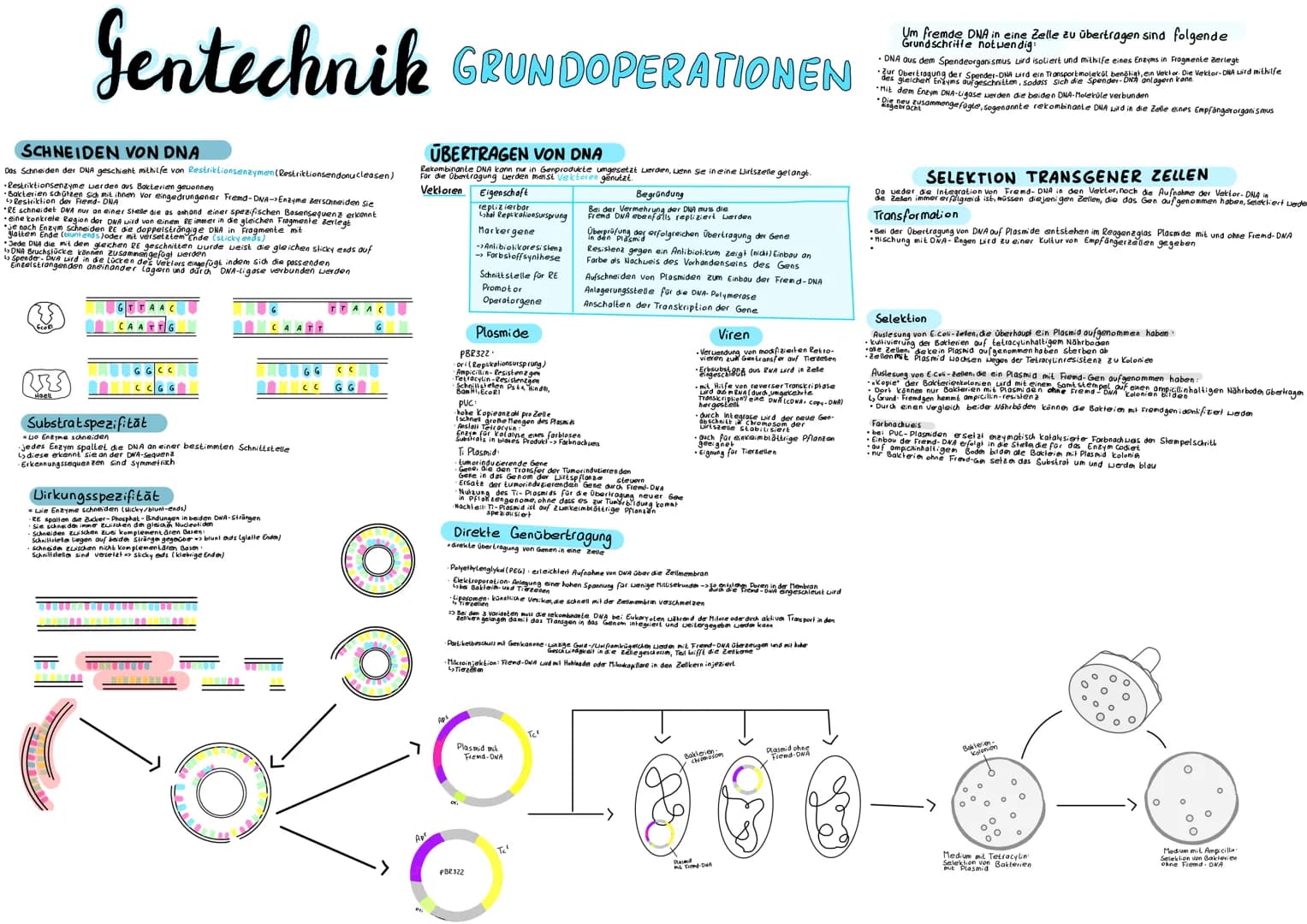 SCHNEIDEN VON DNA
Das Schneiden der DNA geschieht mithilfe von Restriktionsenzymen (Restriktionsendonucleasen)
•Restriktionsenzyme werden au