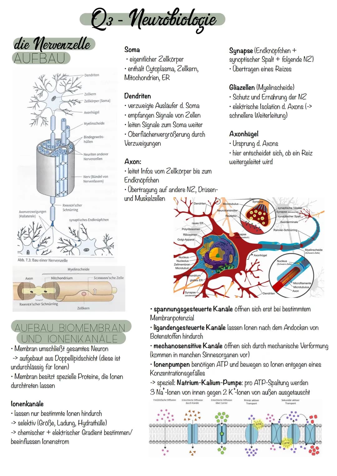 die Nervenzelle
AUFBAU
Axonverzweigungen
(Kollaterale)
RANVIER'scher
Schnürring
Abb. 7.3: Bau einer Nervenzelle
Axon
Ca
RANVIER'Scher Schnür