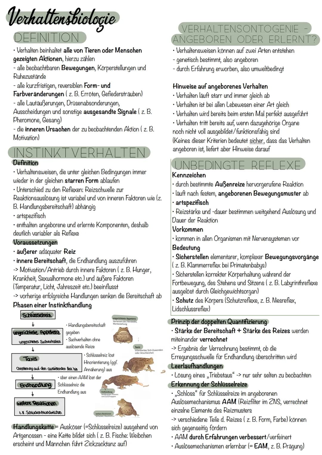 die Nervenzelle
AUFBAU
Axonverzweigungen
(Kollaterale)
RANVIER'scher
Schnürring
Abb. 7.3: Bau einer Nervenzelle
Axon
Ca
RANVIER'Scher Schnür