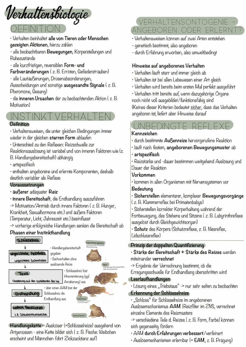 die Nervenzelle
AUFBAU
Axonverzweigungen
(Kollaterale)
RANVIER'scher
Schnürring
Abb. 7.3: Bau einer Nervenzelle
Axon
Ca
RANVIER'Scher Schnür
