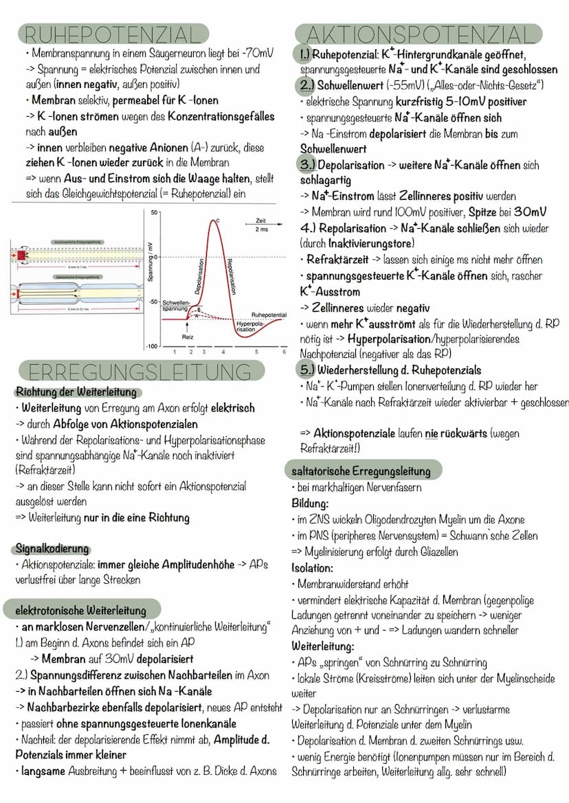 die Nervenzelle
AUFBAU
Axonverzweigungen
(Kollaterale)
RANVIER'scher
Schnürring
Abb. 7.3: Bau einer Nervenzelle
Axon
Ca
RANVIER'Scher Schnür