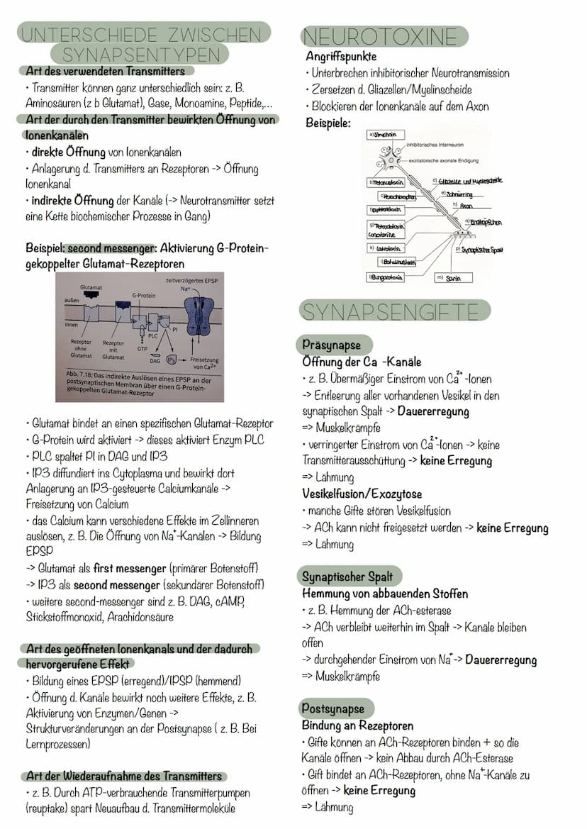 die Nervenzelle
AUFBAU
Axonverzweigungen
(Kollaterale)
RANVIER'scher
Schnürring
Abb. 7.3: Bau einer Nervenzelle
Axon
Ca
RANVIER'Scher Schnür
