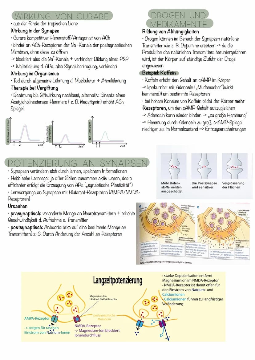 die Nervenzelle
AUFBAU
Axonverzweigungen
(Kollaterale)
RANVIER'scher
Schnürring
Abb. 7.3: Bau einer Nervenzelle
Axon
Ca
RANVIER'Scher Schnür