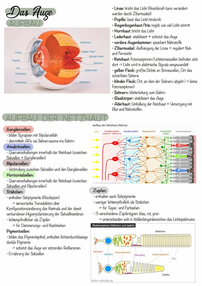 die Nervenzelle
AUFBAU
Axonverzweigungen
(Kollaterale)
RANVIER'scher
Schnürring
Abb. 7.3: Bau einer Nervenzelle
Axon
Ca
RANVIER'Scher Schnür
