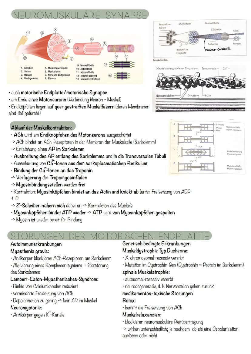 die Nervenzelle
AUFBAU
Axonverzweigungen
(Kollaterale)
RANVIER'scher
Schnürring
Abb. 7.3: Bau einer Nervenzelle
Axon
Ca
RANVIER'Scher Schnür
