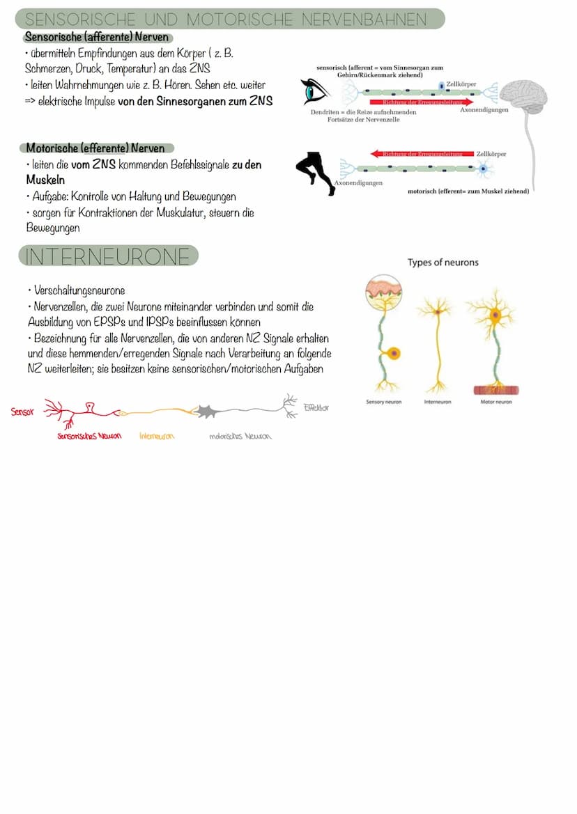 die Nervenzelle
AUFBAU
Axonverzweigungen
(Kollaterale)
RANVIER'scher
Schnürring
Abb. 7.3: Bau einer Nervenzelle
Axon
Ca
RANVIER'Scher Schnür