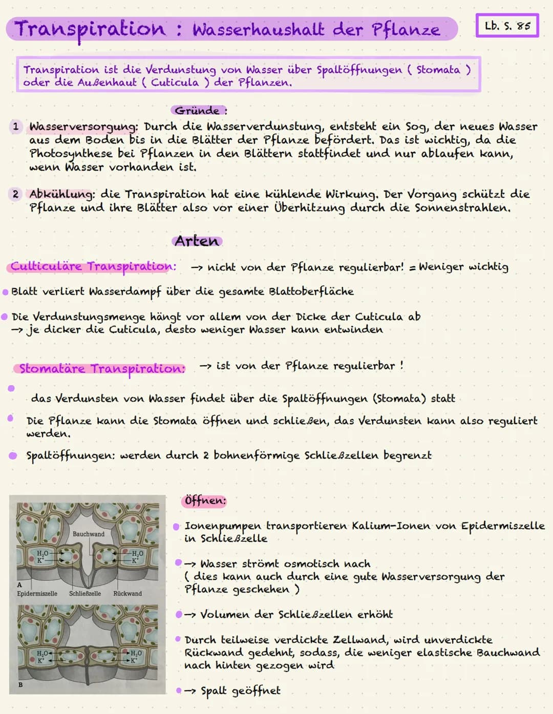 Transpiration : Wasserhaushalt der Pflanze
Transpiration ist die Verdunstung von Wasser über Spaltöffnungen ( Stomata )
oder die Außenhaut (