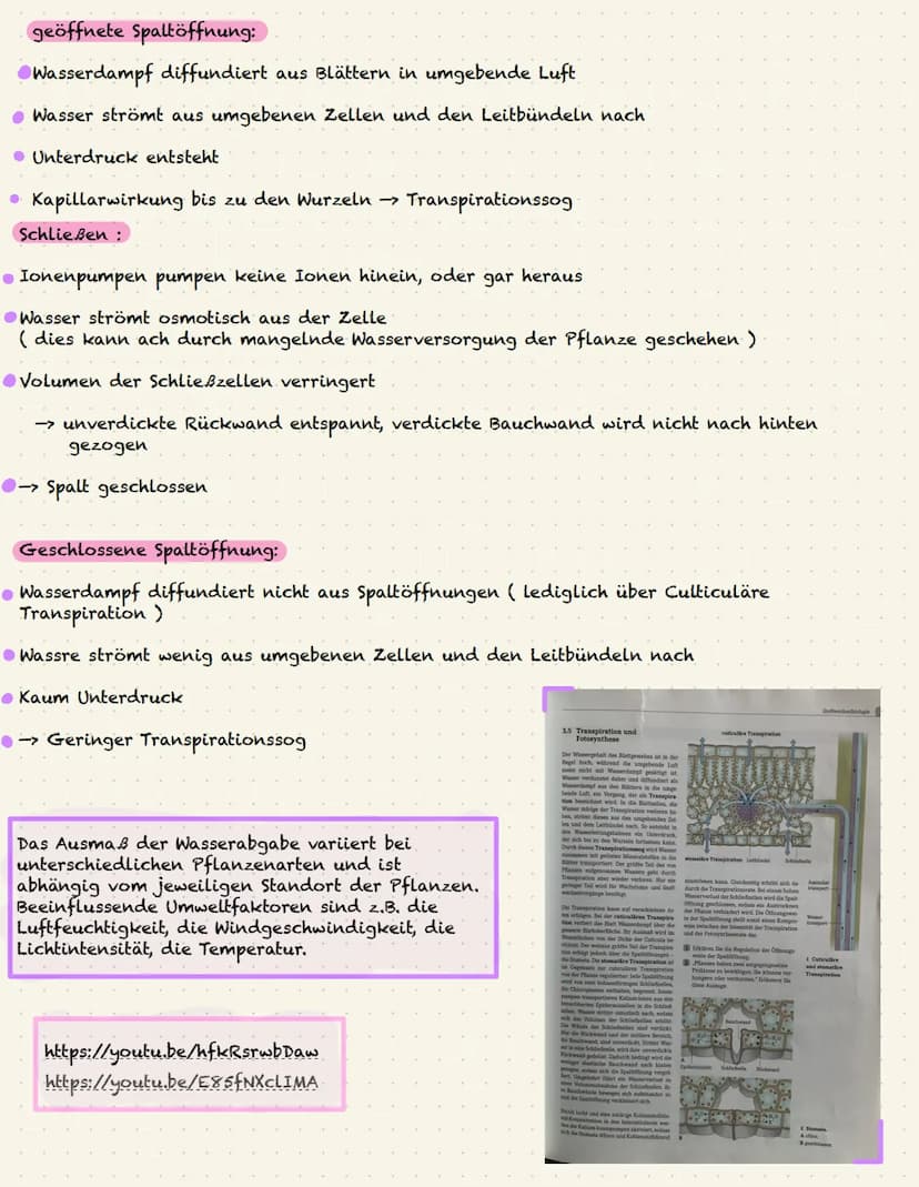 Transpiration : Wasserhaushalt der Pflanze
Transpiration ist die Verdunstung von Wasser über Spaltöffnungen ( Stomata )
oder die Außenhaut (