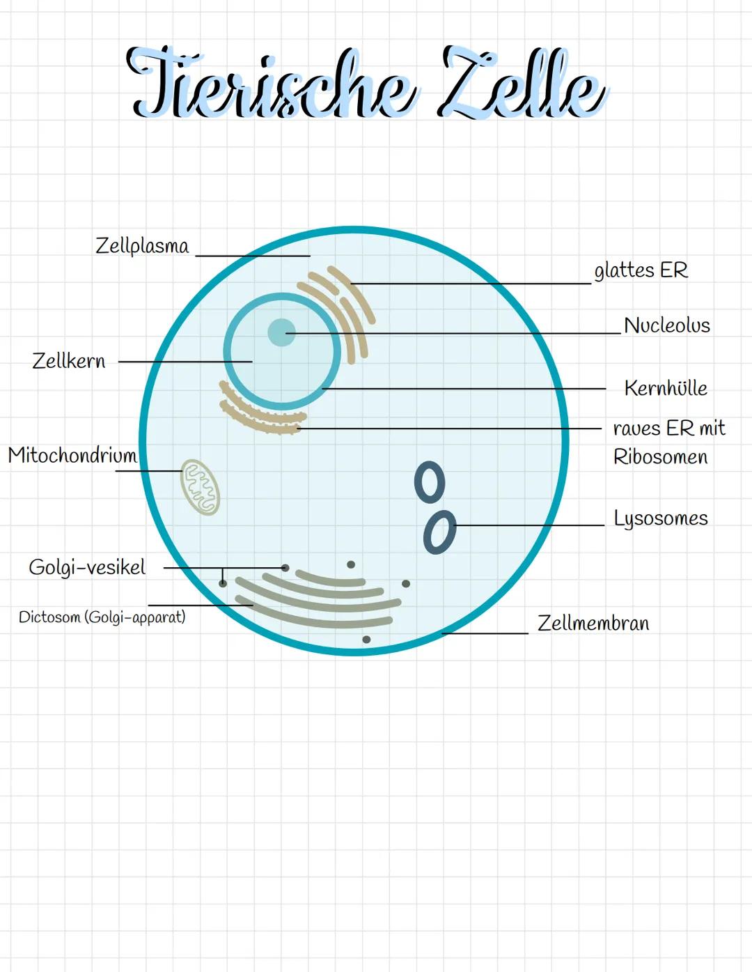Zellen/Organellen und Fachbegriffe 