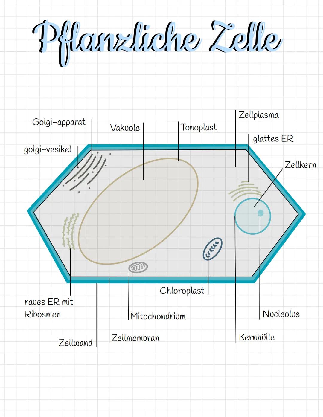 Kompartimentierung = Zellkompartierung
Die Kompartimentierungsregel nach E.Schnepf besagt, dass alle
membranumgrenzten Reaktionsräume in euk