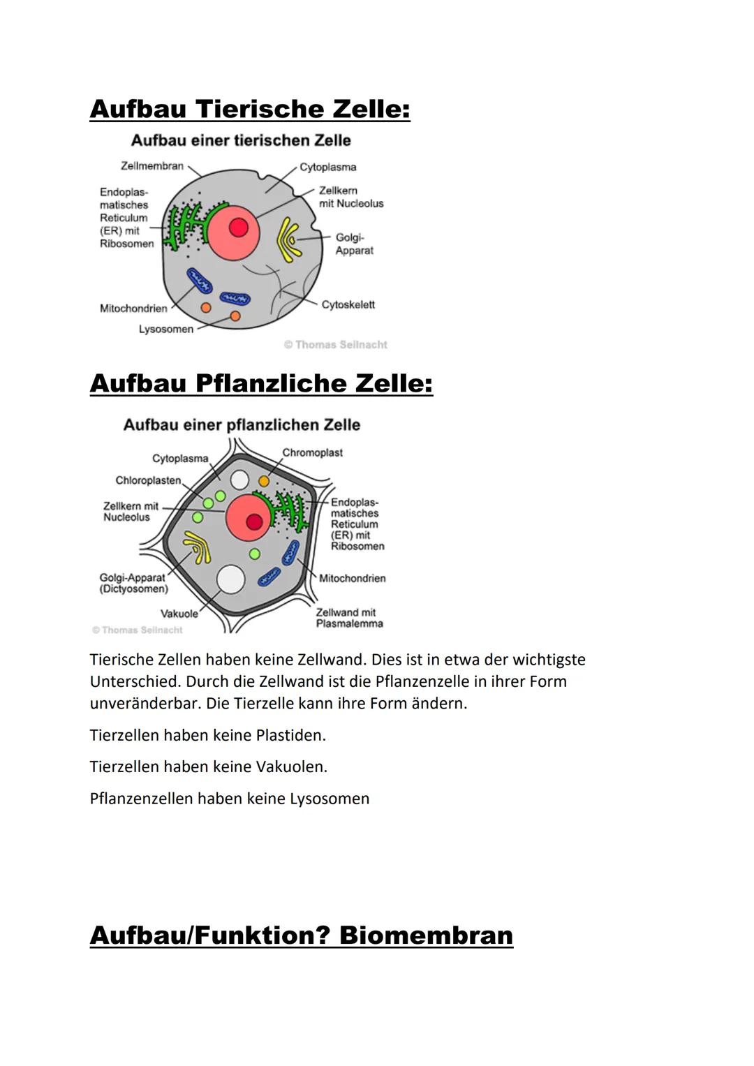 Zellorganellen und ihre Funktion:
Zellkern:
Der Zellkern ist das größte Zellorganell einer eukaryontischen Zelle. Er enthält
das Chromatinge