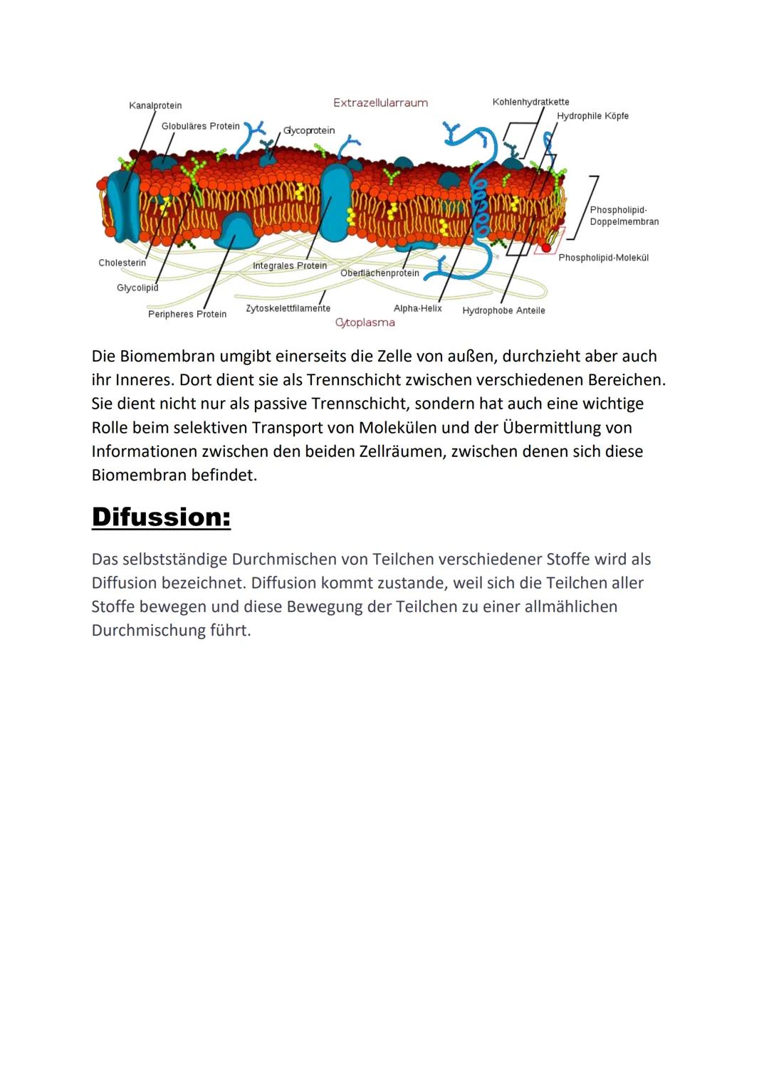 Zellorganellen und ihre Funktion:
Zellkern:
Der Zellkern ist das größte Zellorganell einer eukaryontischen Zelle. Er enthält
das Chromatinge