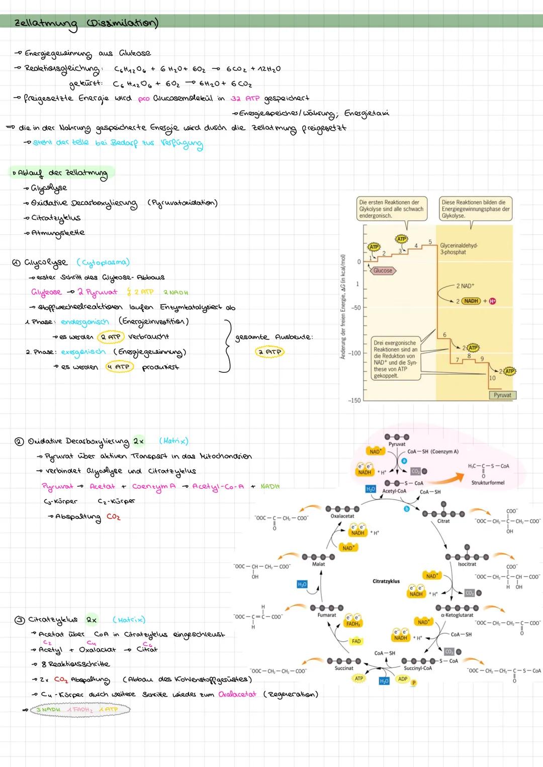 # Zellatmung (Dissimilation)

→ Energiegewinnung aus Glukose
→ Reaktionsgleichung: $C_6H_{12}O_6 + 6H_2O + 6O_2 \rightarrow 6CO_2 + 12H_2O$
