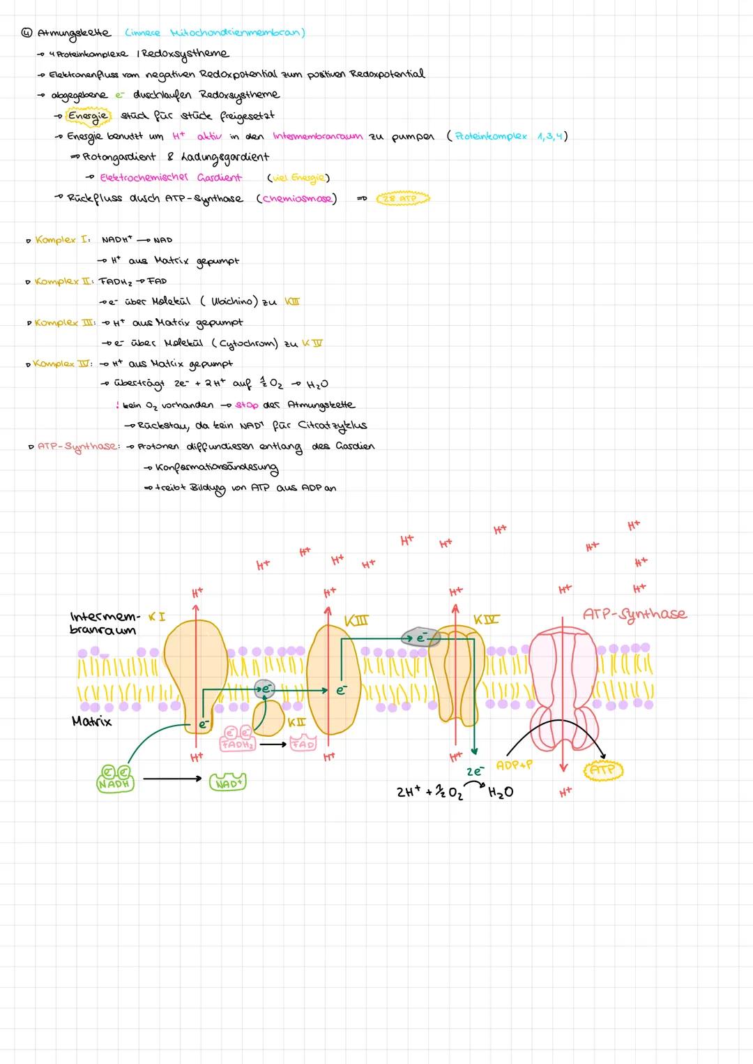 # Zellatmung (Dissimilation)

→ Energiegewinnung aus Glukose
→ Reaktionsgleichung: $C_6H_{12}O_6 + 6H_2O + 6O_2 \rightarrow 6CO_2 + 12H_2O$
