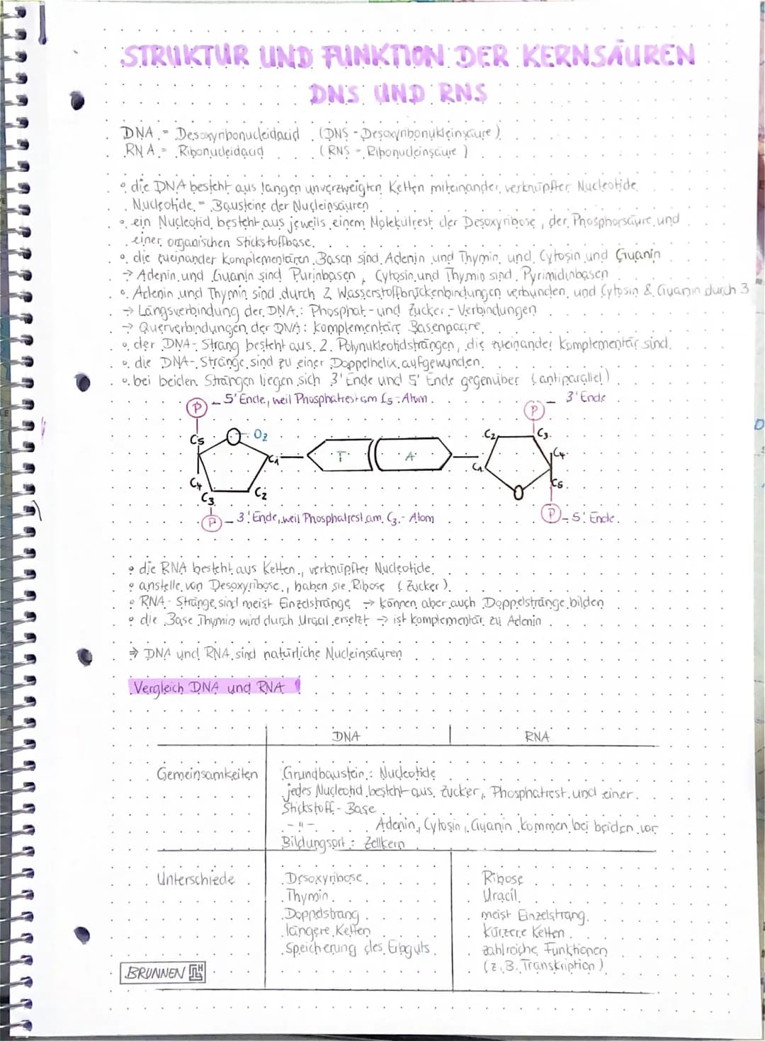 STRUKTUR UND FUNKTION DER KERNSÄUREN
DNS UND RNS
DNA- Desoxyribonucleidacid (DNS-Desoxyribonukleinsäure)
RNA Ribonucleidacid
(RNS - Ribonucl