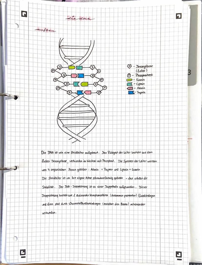 STRUKTUR UND FUNKTION DER KERNSÄUREN
DNS UND RNS
DNA- Desoxyribonucleidacid (DNS-Desoxyribonukleinsäure)
RNA Ribonucleidacid
(RNS - Ribonucl