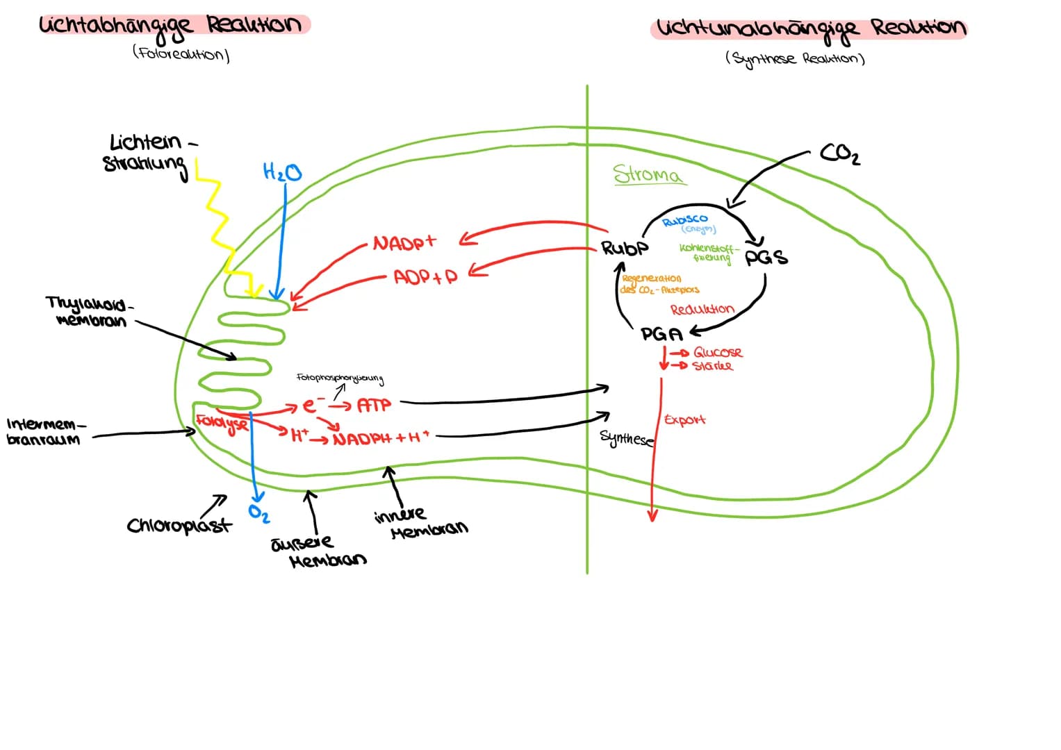 Lichtabhängige Reaktion
(Fotoreaution)
Intermem-
branraum
Lichtein-
Strahlung
Thylanoid-
membran
in
Foldlyse
H₂O
Chloroplast
0₂
NADP+
Fotoph