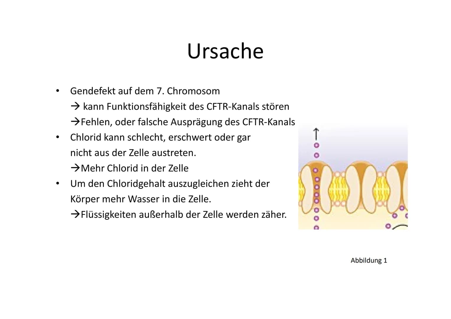 Mukoviszidose Inhaltsverzeichnis
1. Einleitung.
1.2 Ursache
2. Krankheitsbild
2.1 Auswirkungen auf Darm und Bauchspeicheldrüse..
2.2 Auswirk