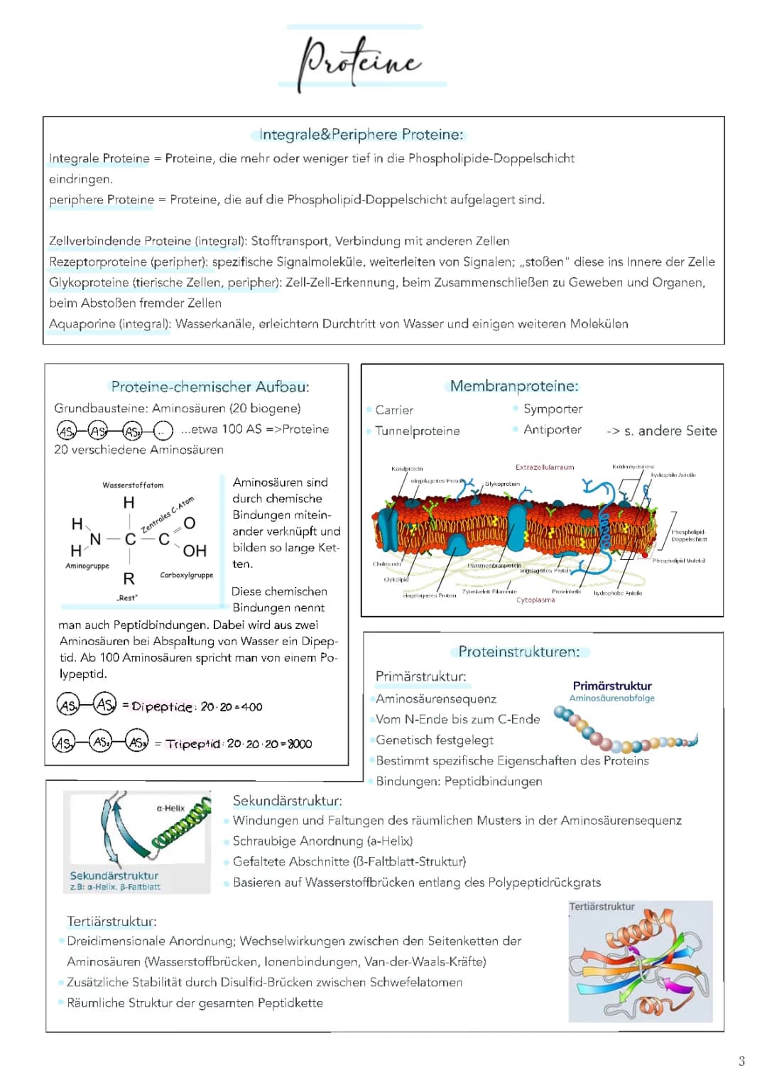 Proteine Biologie