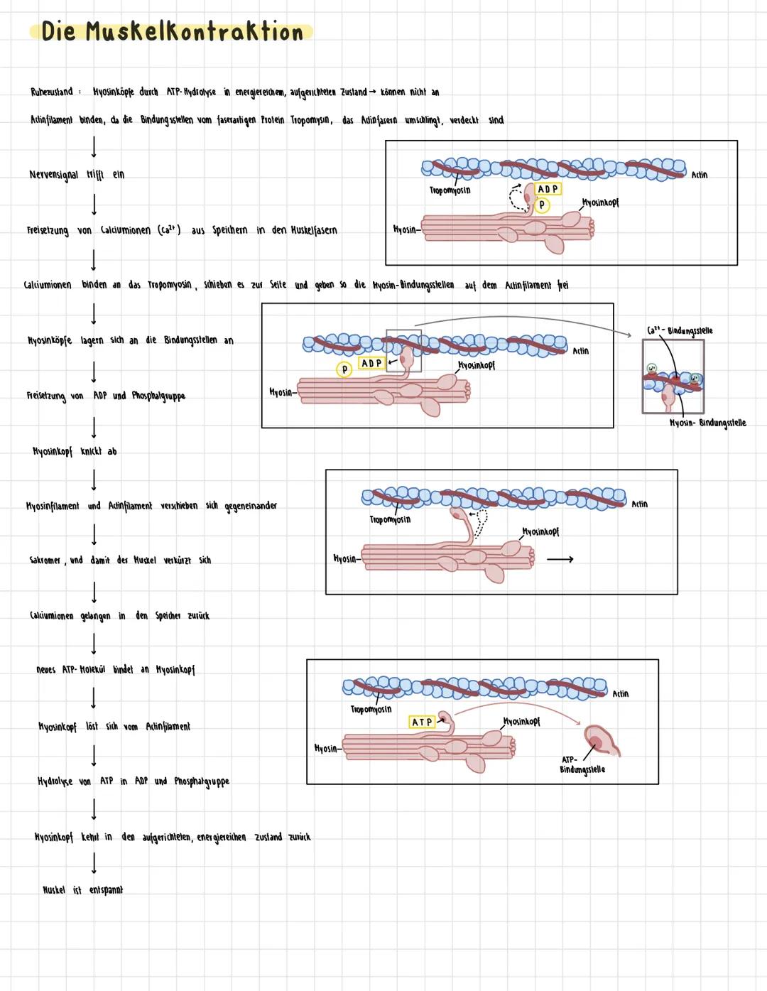 Die Muskelkontraktion
Ruhezustand Hyosinköpfe durch ATP- Hydrolyse in energiereichem, aufgerichteten Zustand → können nicht an
Actinfilament