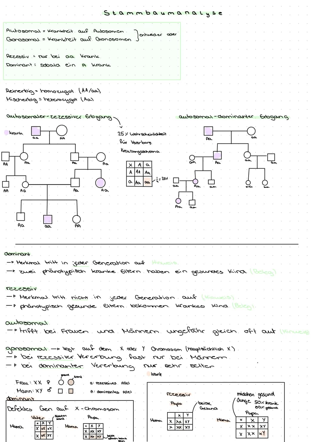 Autosomal = Krankheit auf Autosomen
Gonosomal = Krankheit auf. Gonosomen
Rezessiv = nur bei
aa
Dominant: Sobald ein
Reinerbig = homozugot. (
