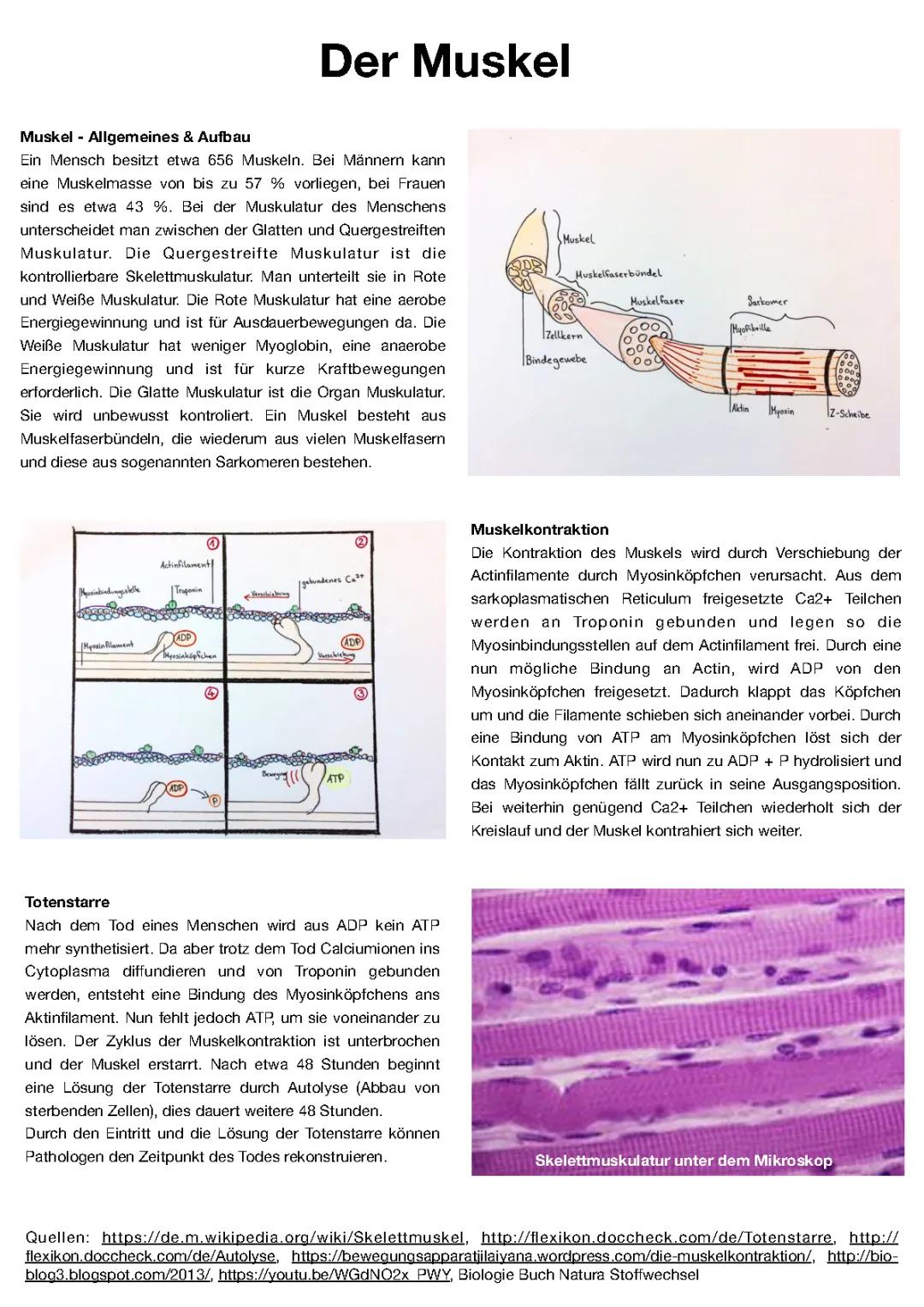 Muskel und Muskulatur Aufbau - Arbeitsblatt für Kinder