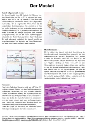 Know Muskel / Muskulatur Handout thumbnail